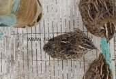 Quail/Batair and chicks for sell
