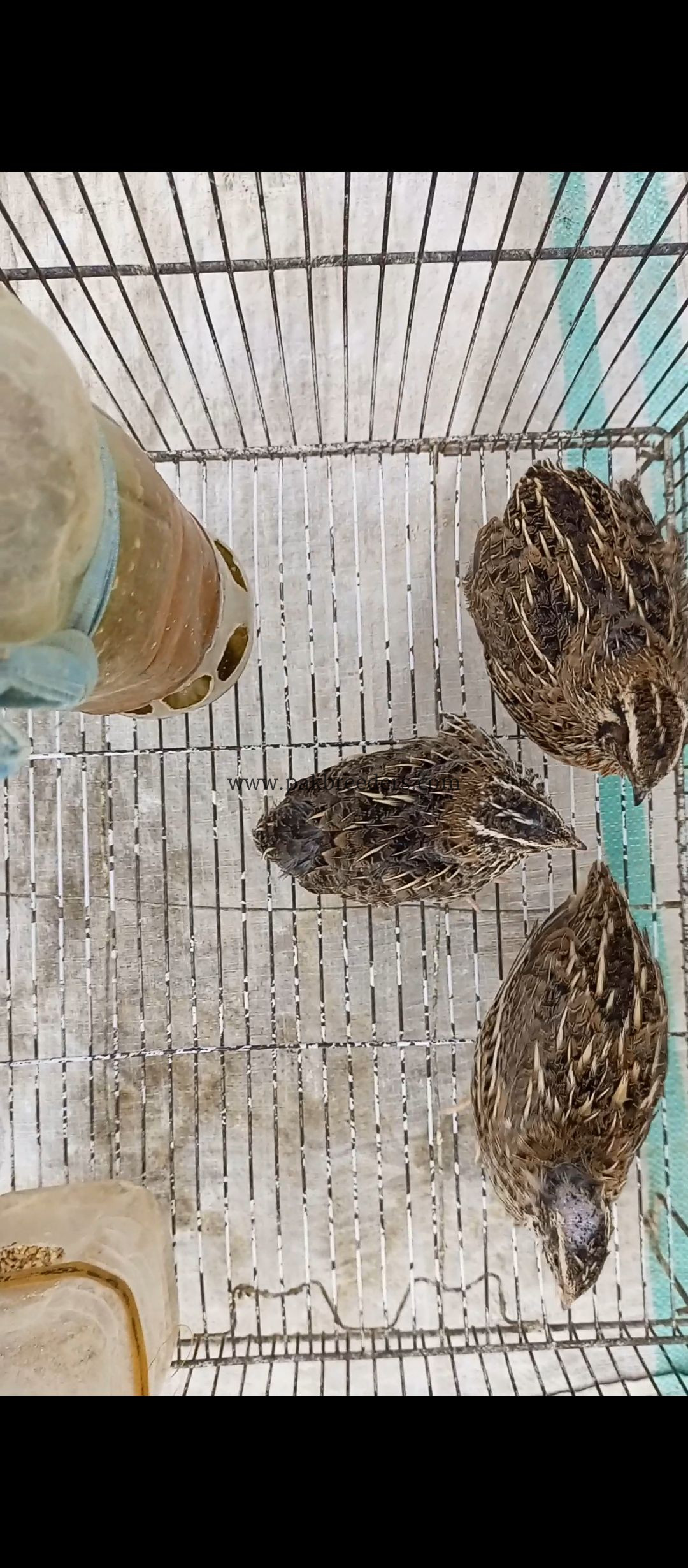 Quail/Batair and chicks for sell
