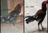 2 Aseel Hens with 2 chicks+ 6 Aseel cocks(2 Aseel murgian+2chicks+ 6 Murgy) 03313544224