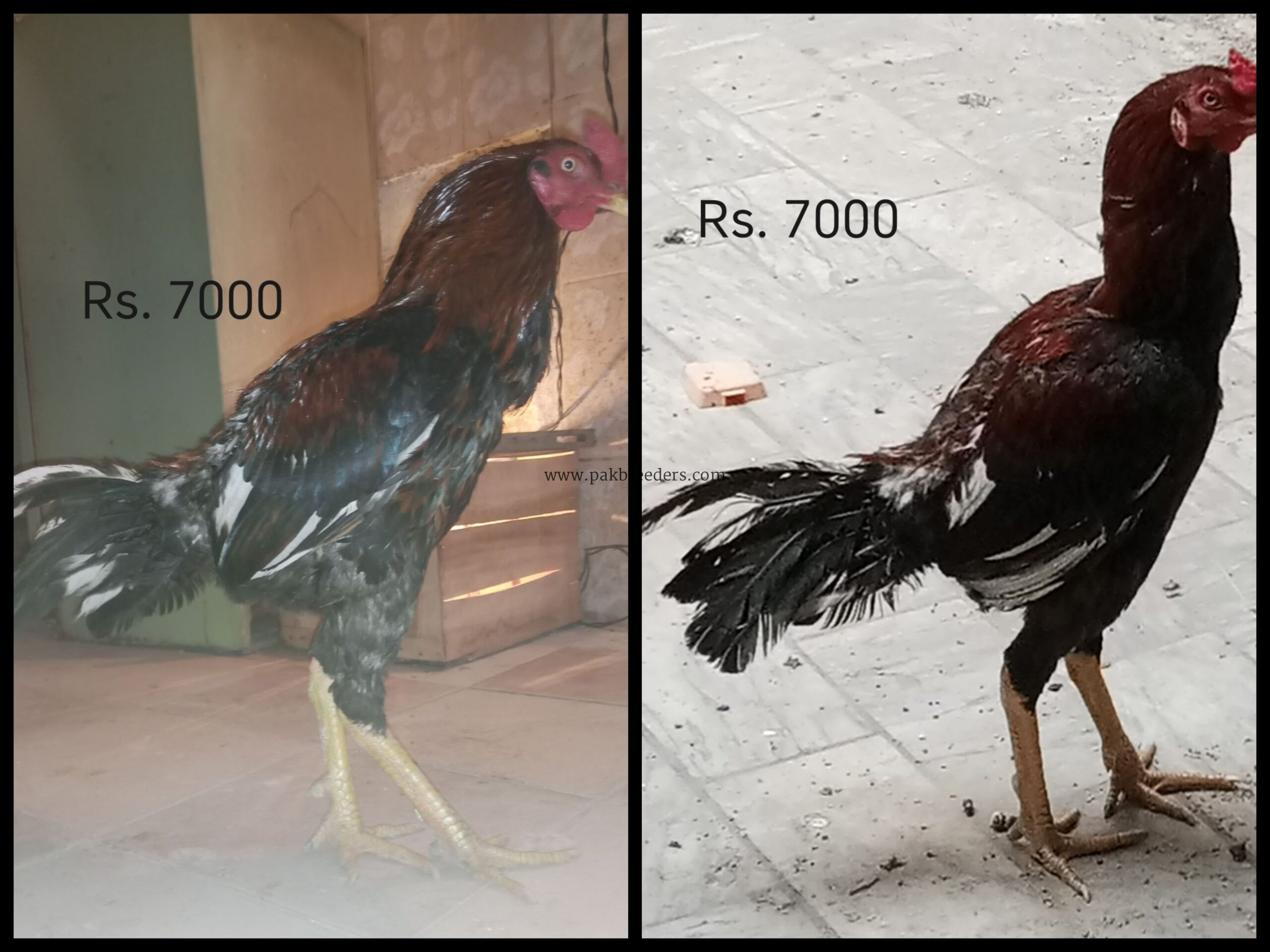 2 Aseel Hens with 2 chicks+ 6 Aseel cocks(2 Aseel murgian+2chicks+ 6 Murgy) 03313544224