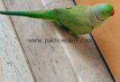 Green parrot ringneck