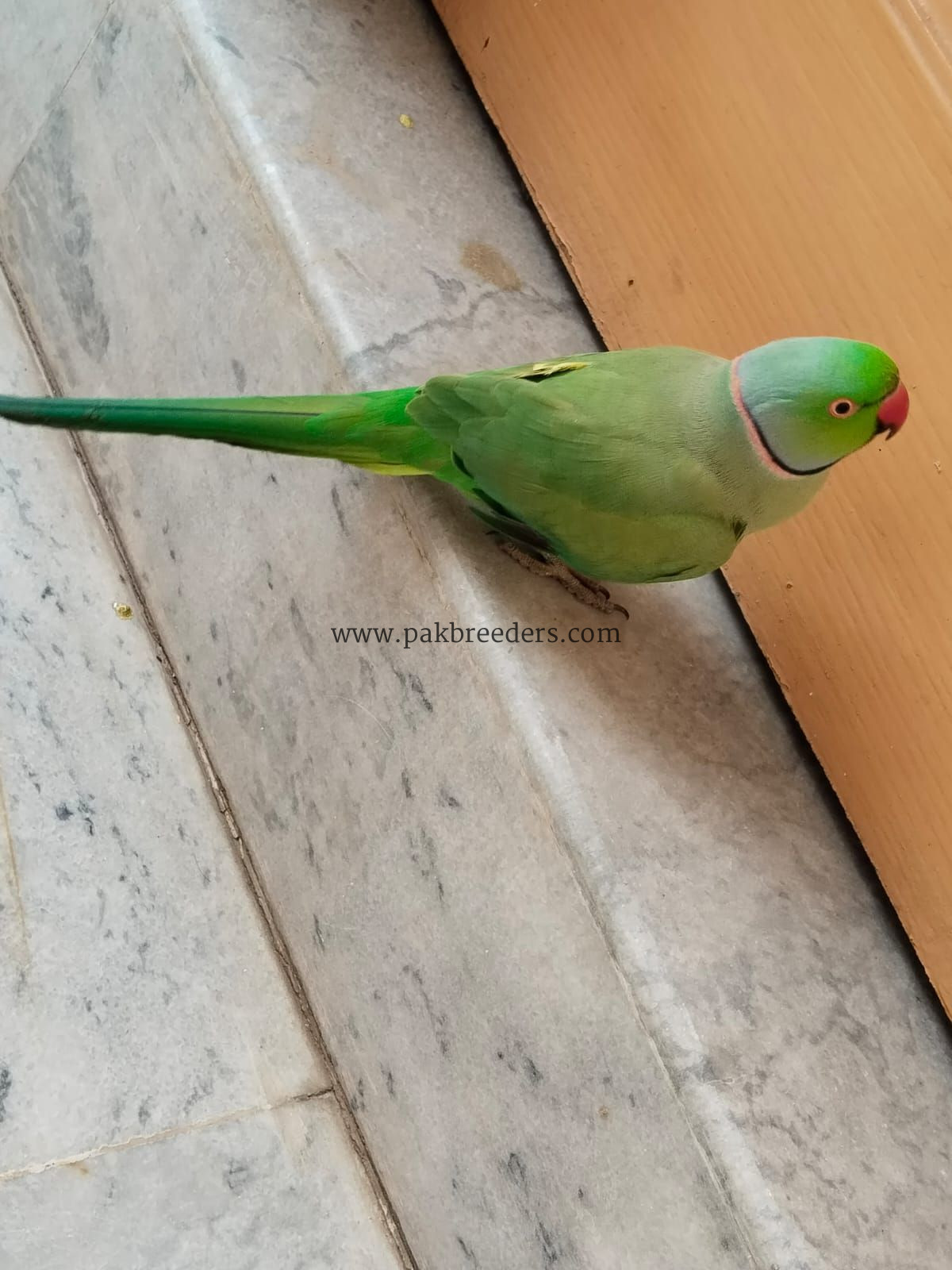 Green parrot ringneck