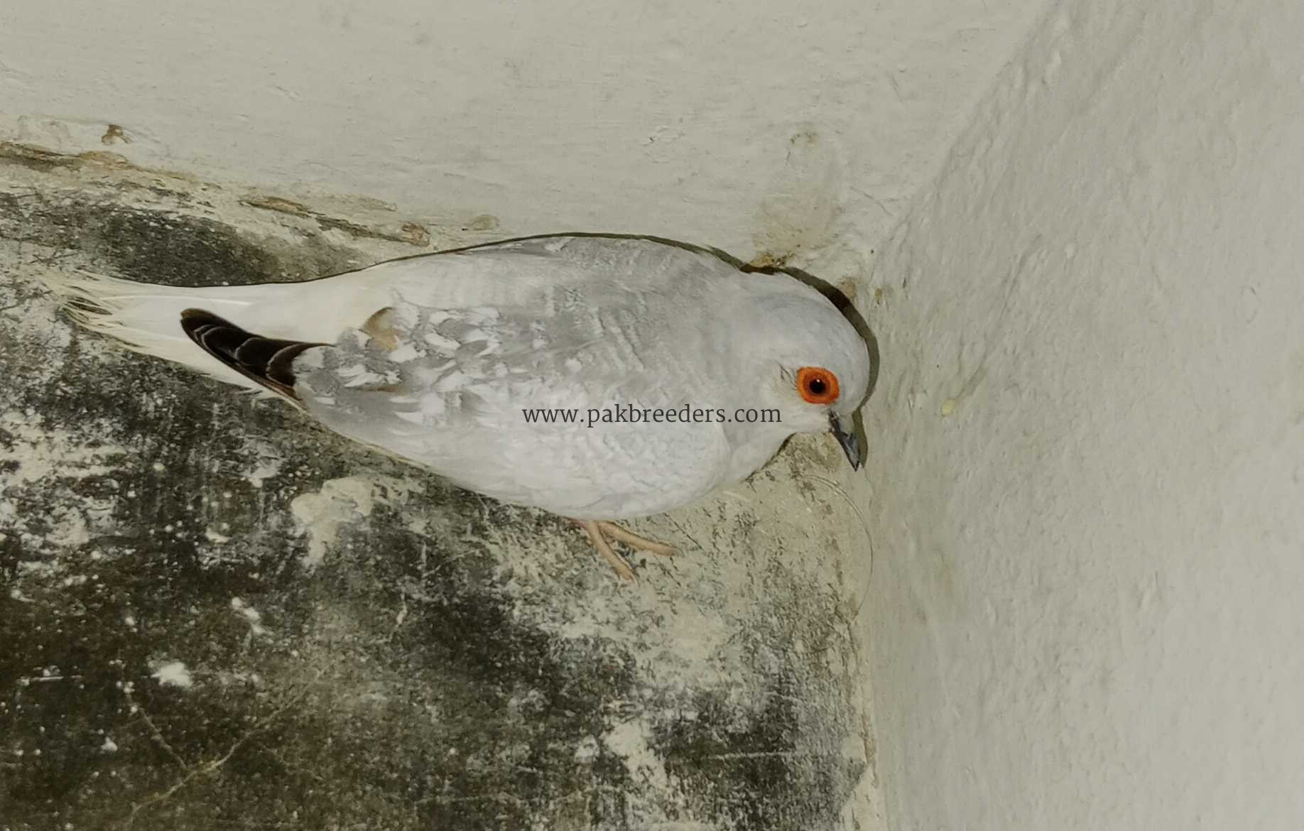 White dove maybe female