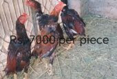 2 Aseel Hens with 2 chicks+ 6 Aseel cocks(2 Aseel murgian+2chicks+ 6 Murgy) 03313544224