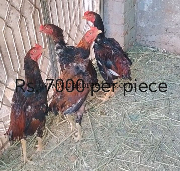 2 Aseel Hens with 2 chicks+ 6 Aseel cocks(2 Aseel murgian+2chicks+ 6 Murgy) 03313544224