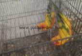 Sun kanor pair’s for sale