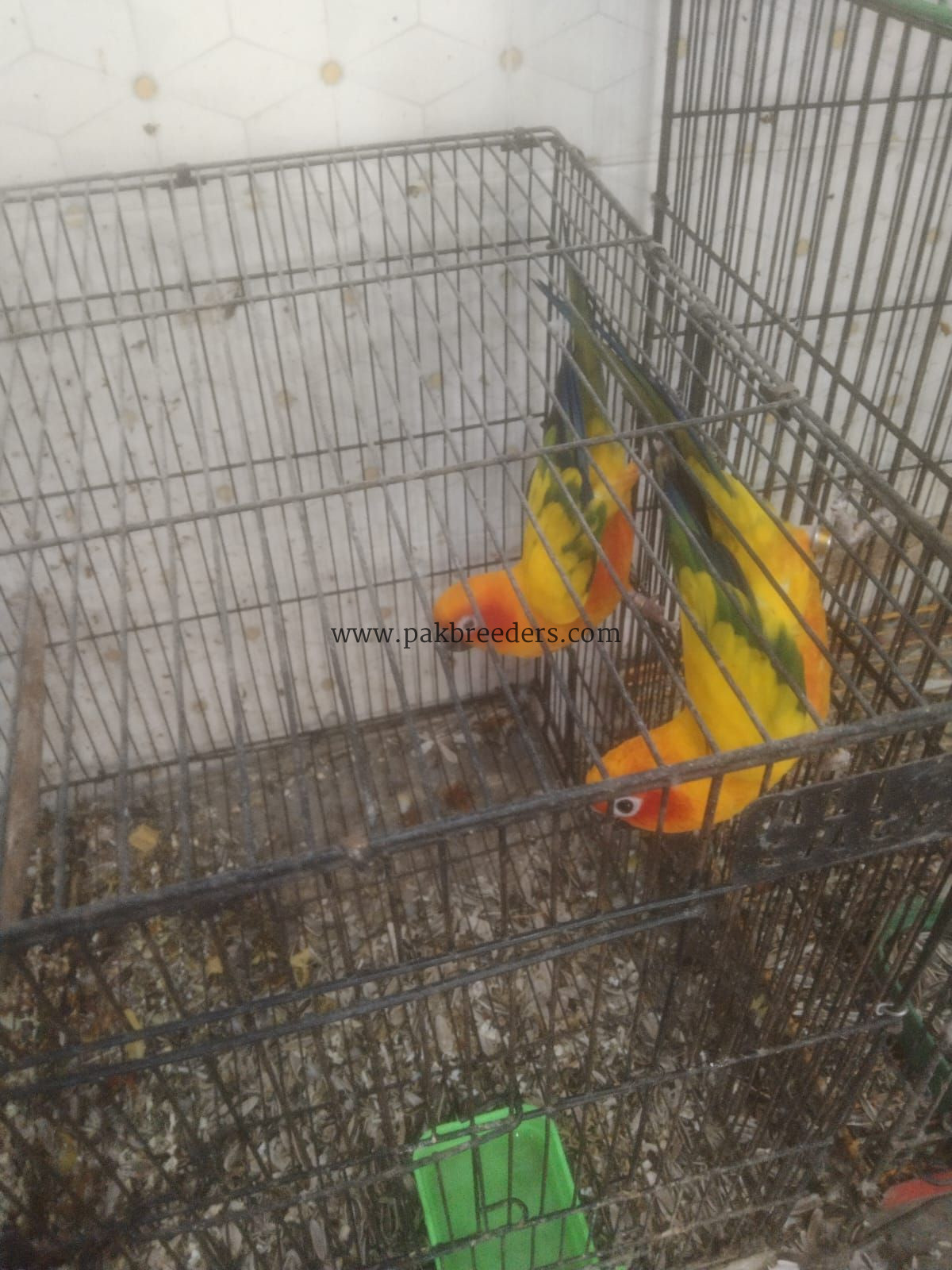 Sun kanor pair’s for sale