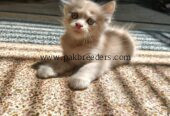Kitten for sale triple coated urgently