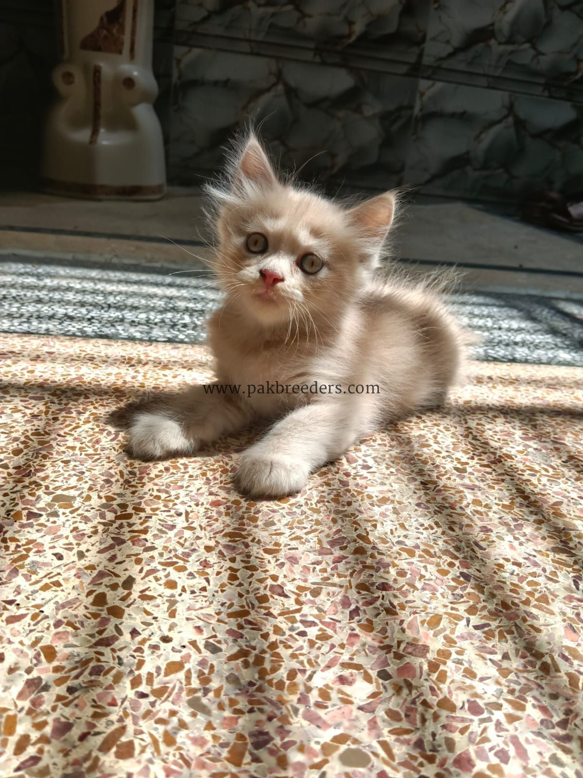 Kitten for sale triple coated urgently