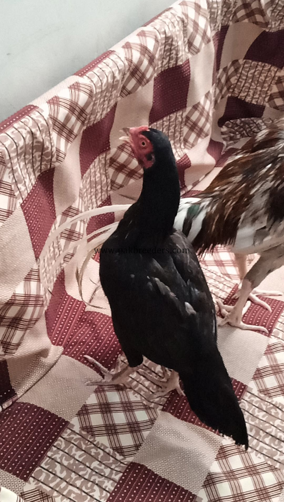 Pure black aseel murgi sasta ma sell and urgent