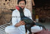 High quality aseel birds for sale