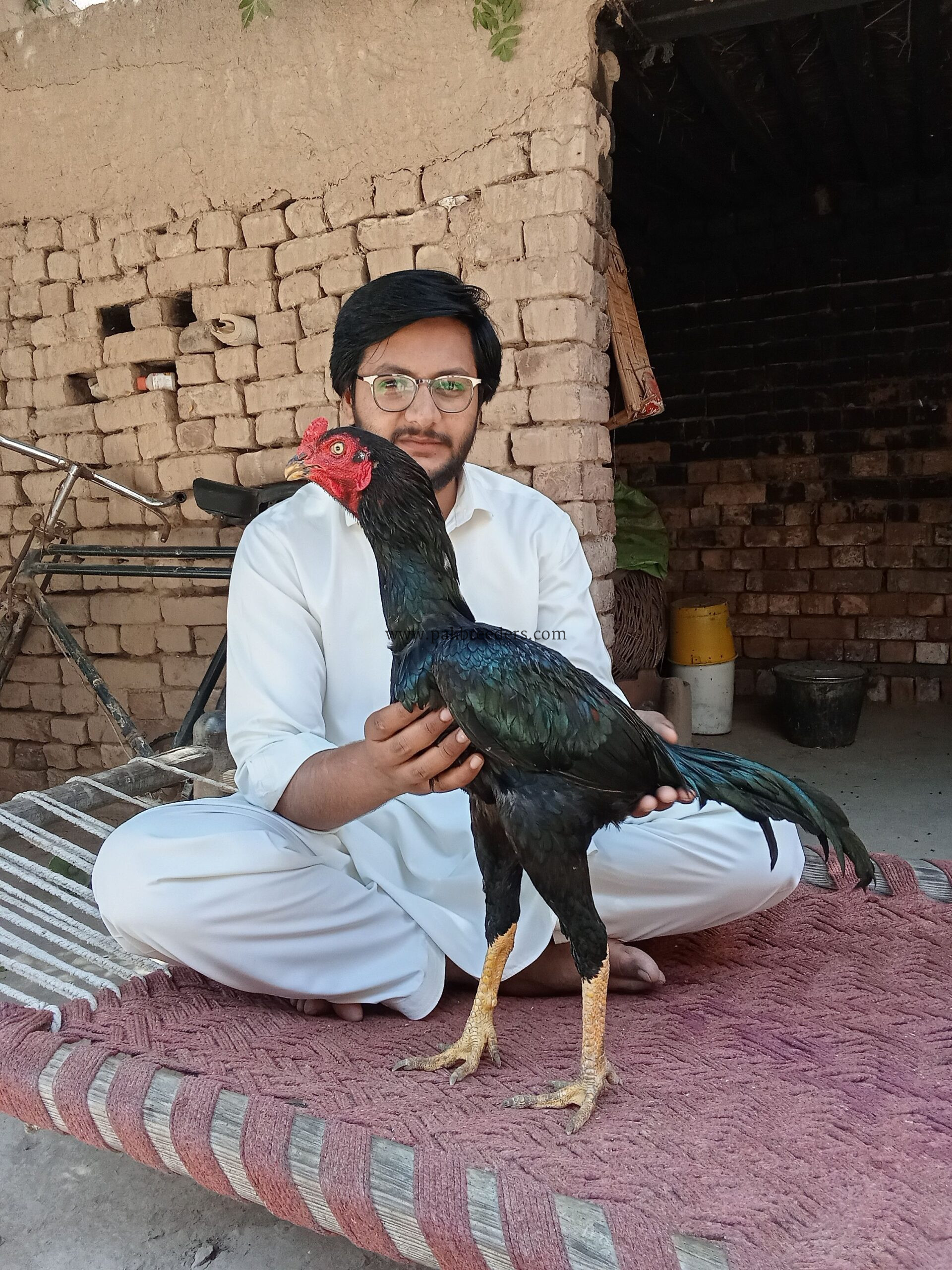 High quality aseel birds for sale