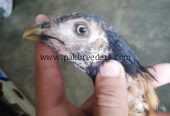 Pokoya fighter aseel bloodline