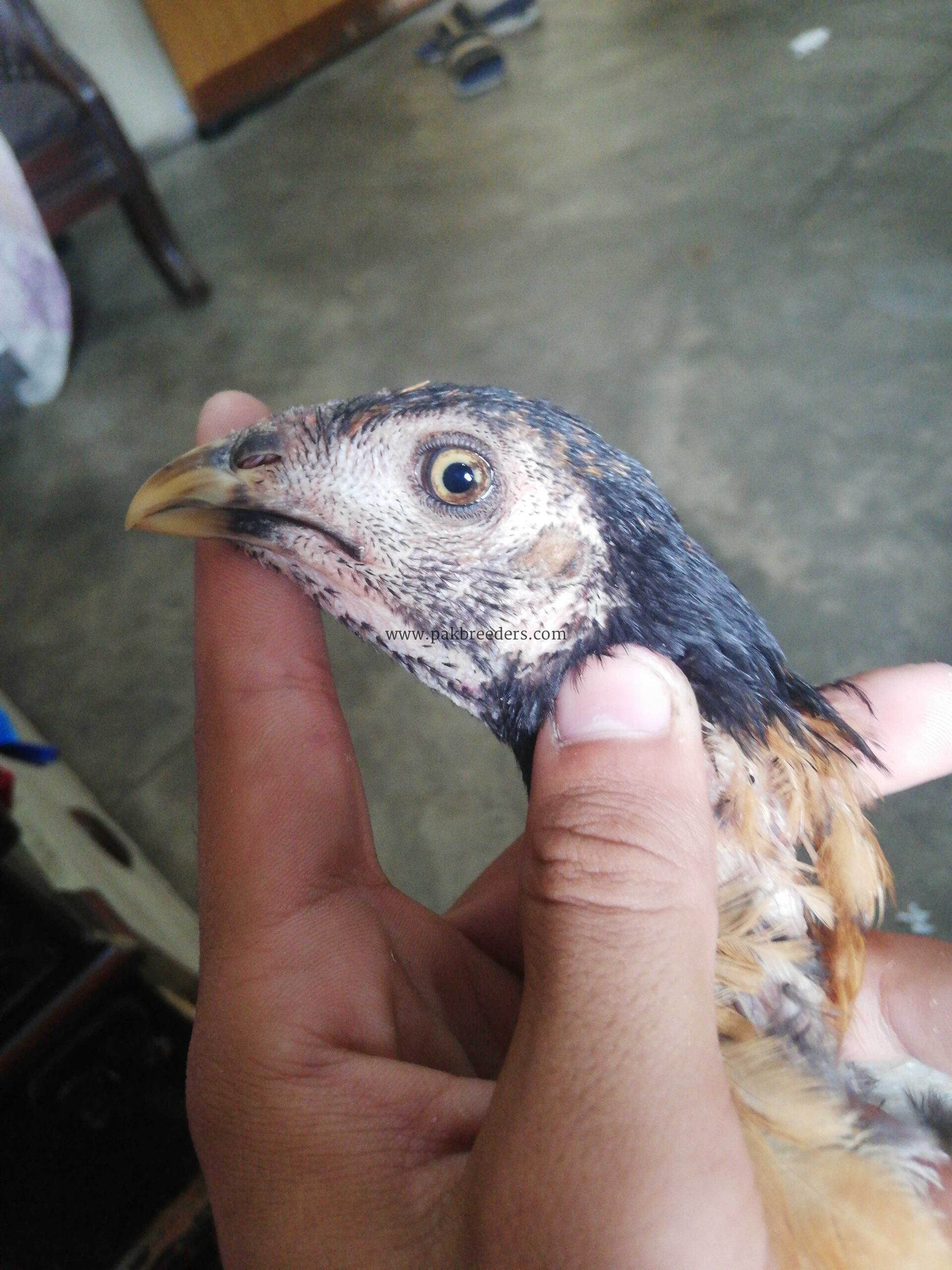 Pokoya fighter aseel bloodline