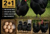 Australorp Heritage/Breeder/ Chikes & Fertail Eggs