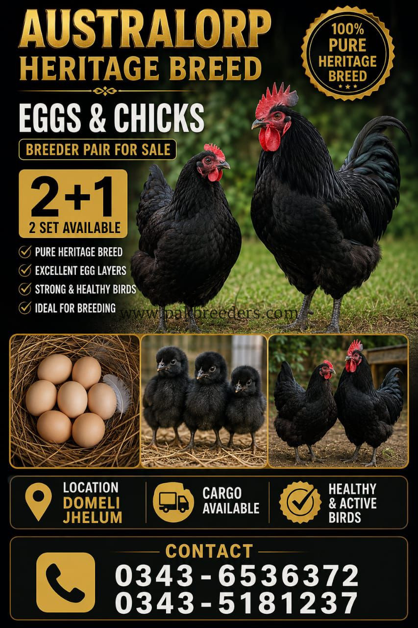 Australorp Heritage/Breeder/ Chikes & Fertail Eggs