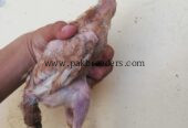 Fighter bloodline aseel for sale in lahore