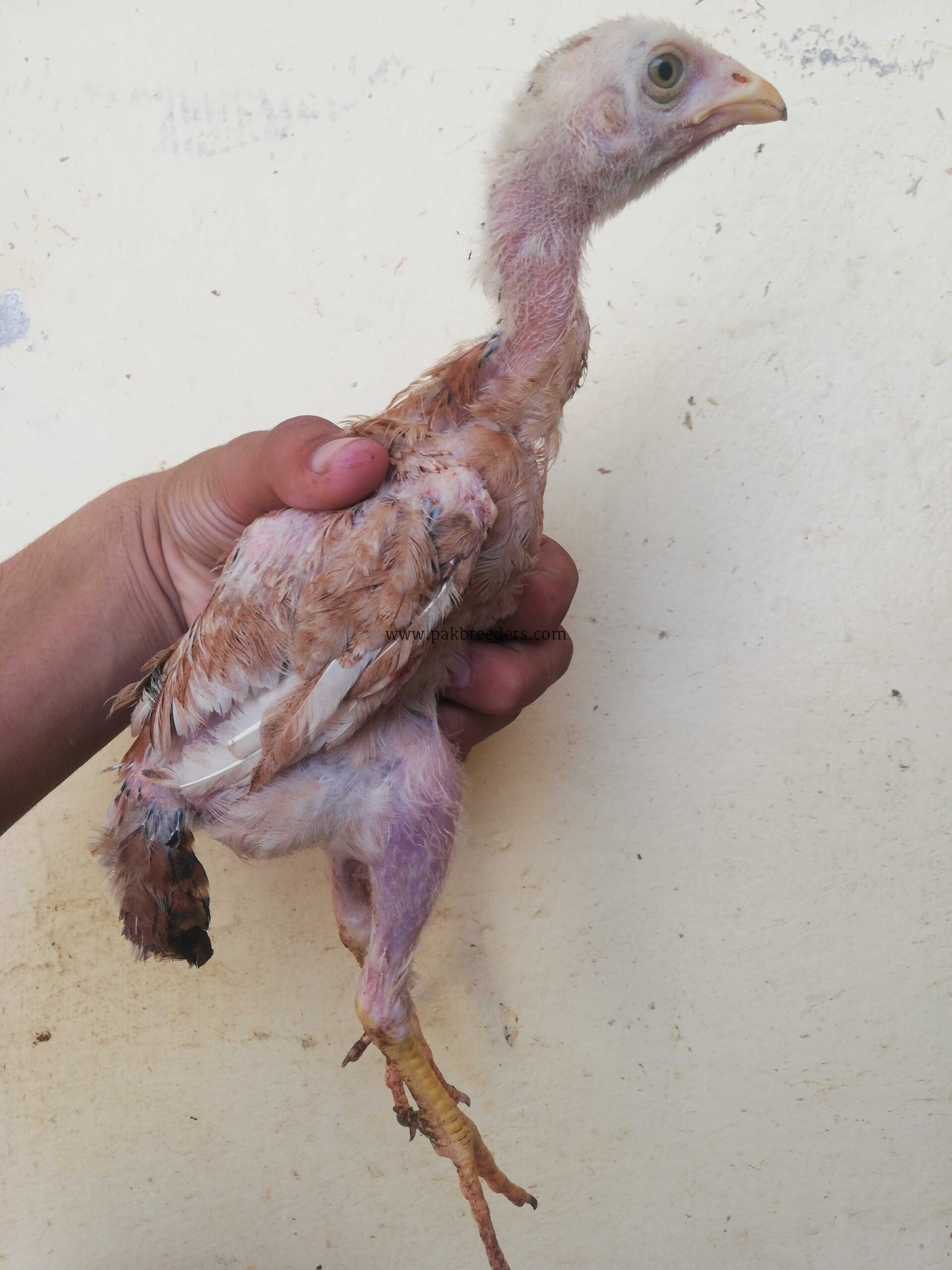 Fighter bloodline aseel for sale in lahore