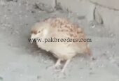 Iranii breeder pair for sale