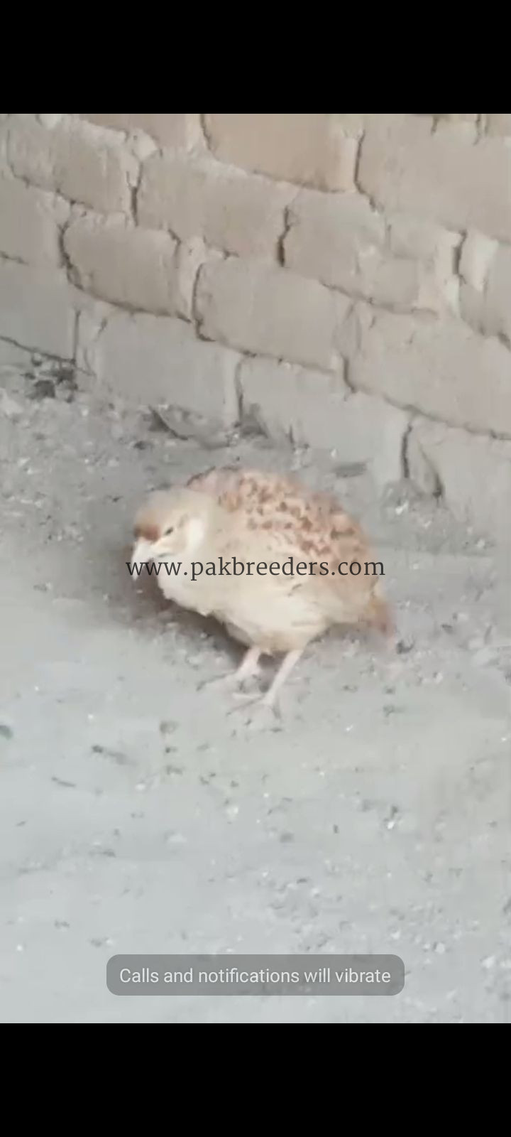 Iranii breeder pair for sale
