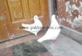 King jambo size breeder pair for sale