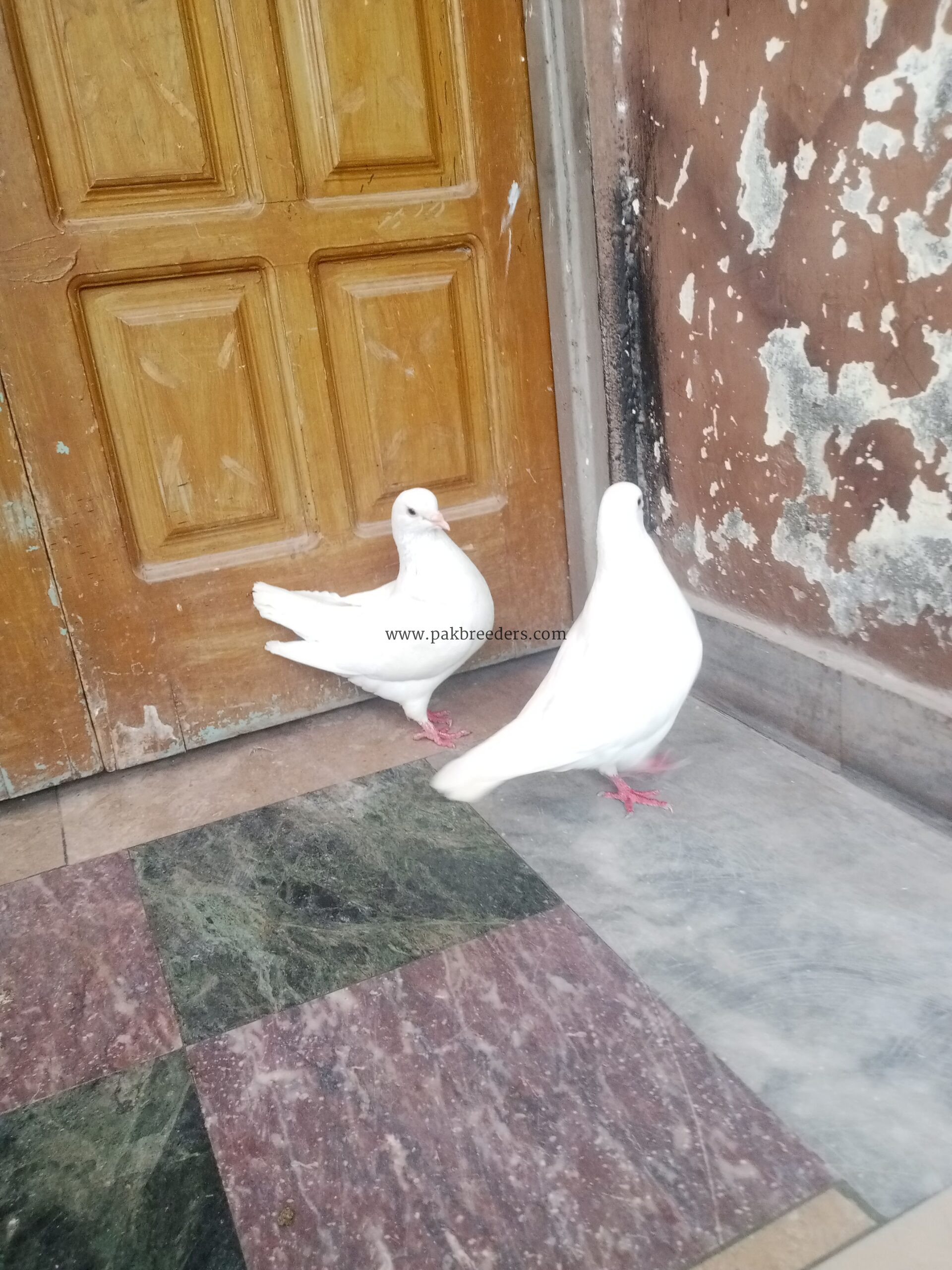 King jambo size breeder pair for sale