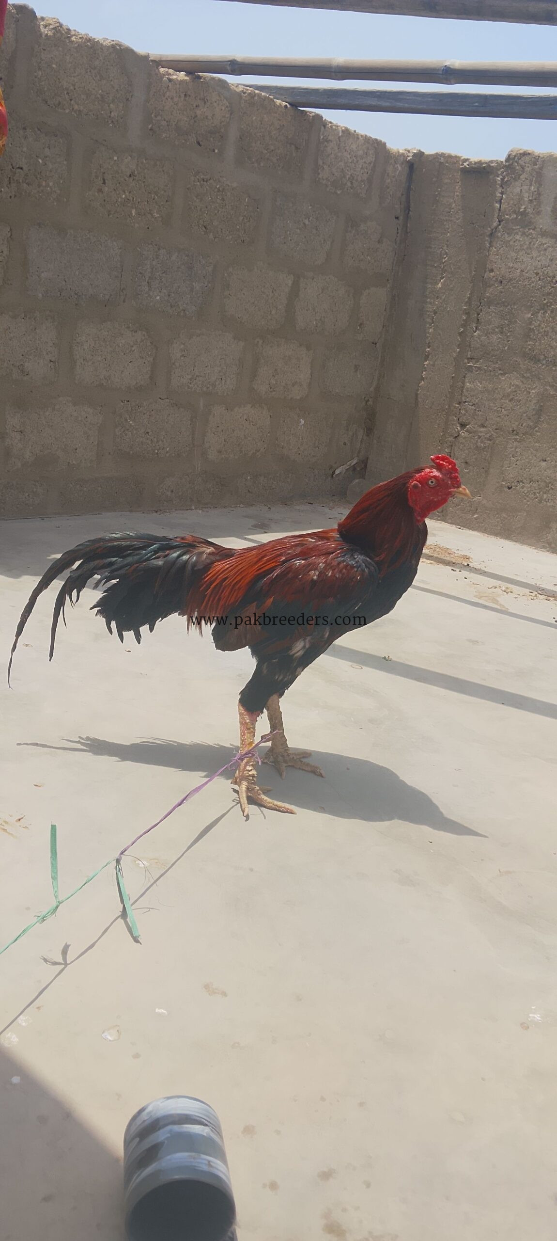Aseel fighter murga