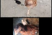 2 Aseel Hens with 2 chicks+ 6 Aseel cocks(2 Aseel murgian+2chicks+ 6 Murgy) 03313544224