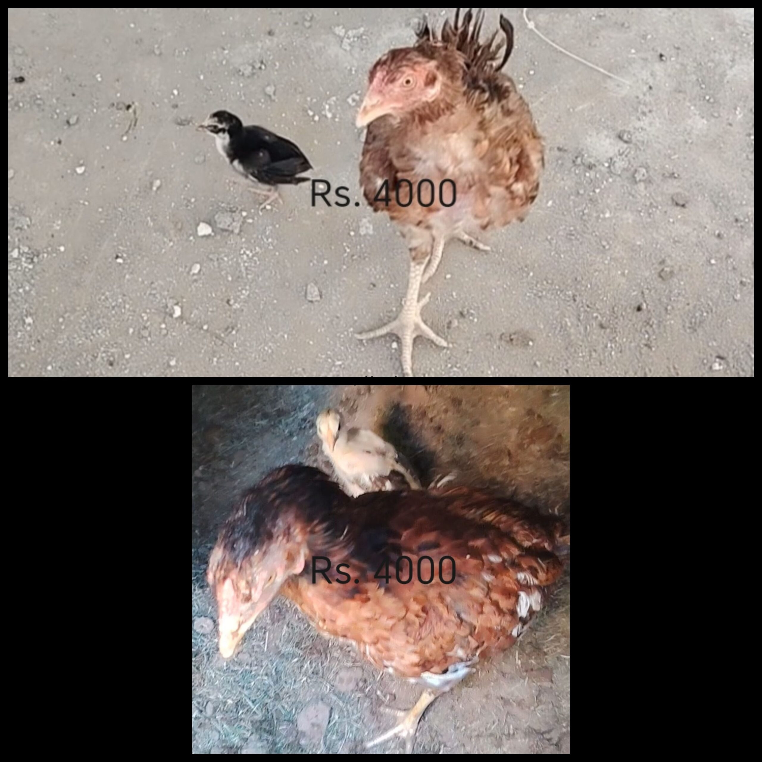 2 Aseel Hens with 2 chicks+ 6 Aseel cocks(2 Aseel murgian+2chicks+ 6 Murgy) 03313544224