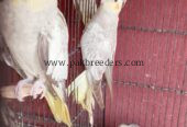 Cocktail parrot For sell