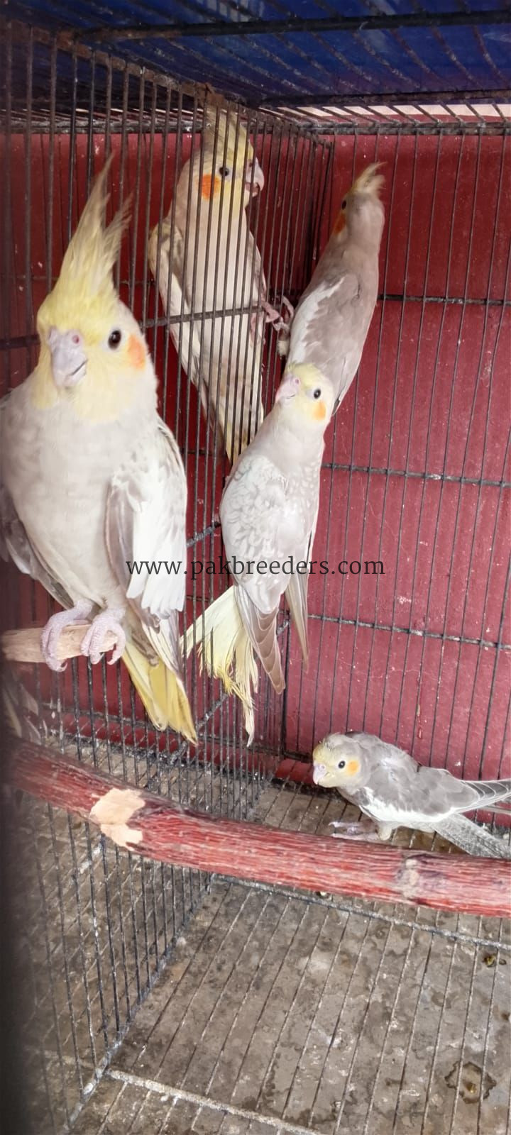 Cocktail parrot For sell