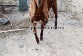 Nagra path bakri for sale