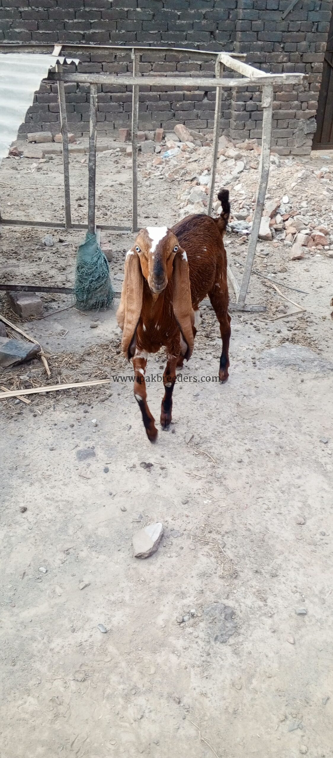 Nagra path bakri for sale
