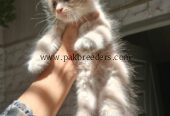 Kitten for sale triple coated urgently