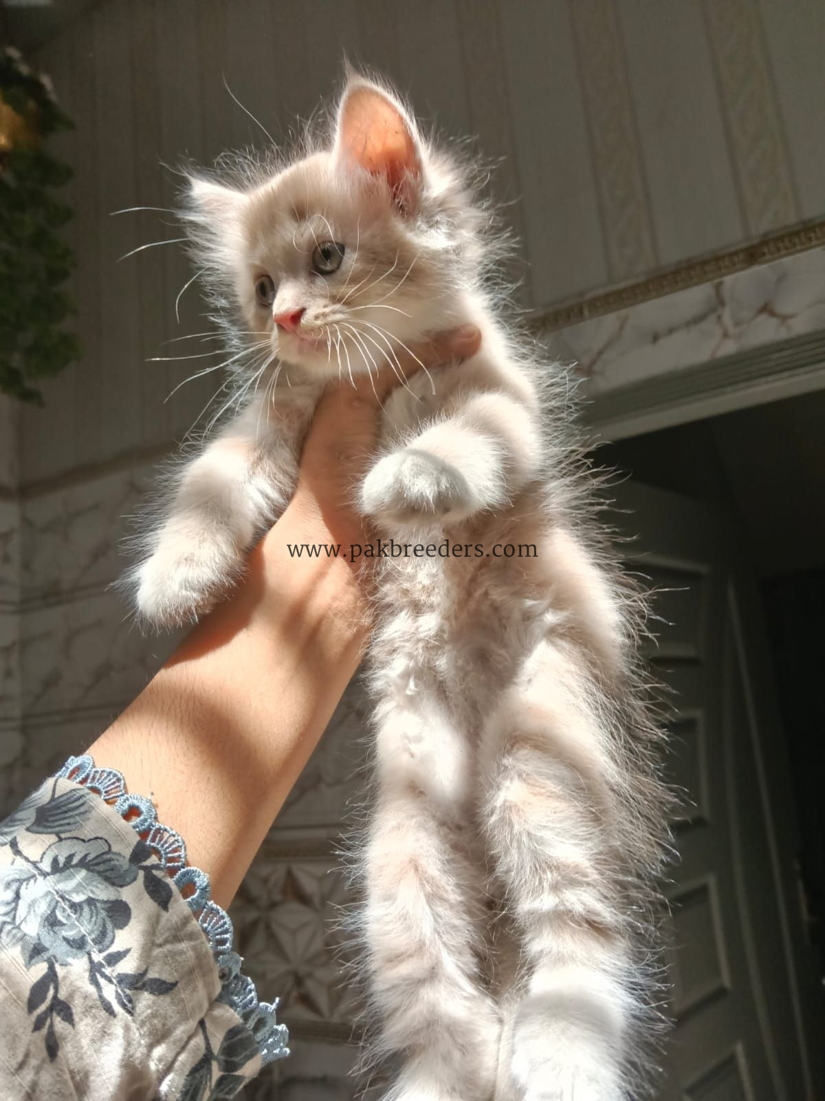 Kitten for sale triple coated urgently