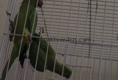 Ringneck parrot breeder pair