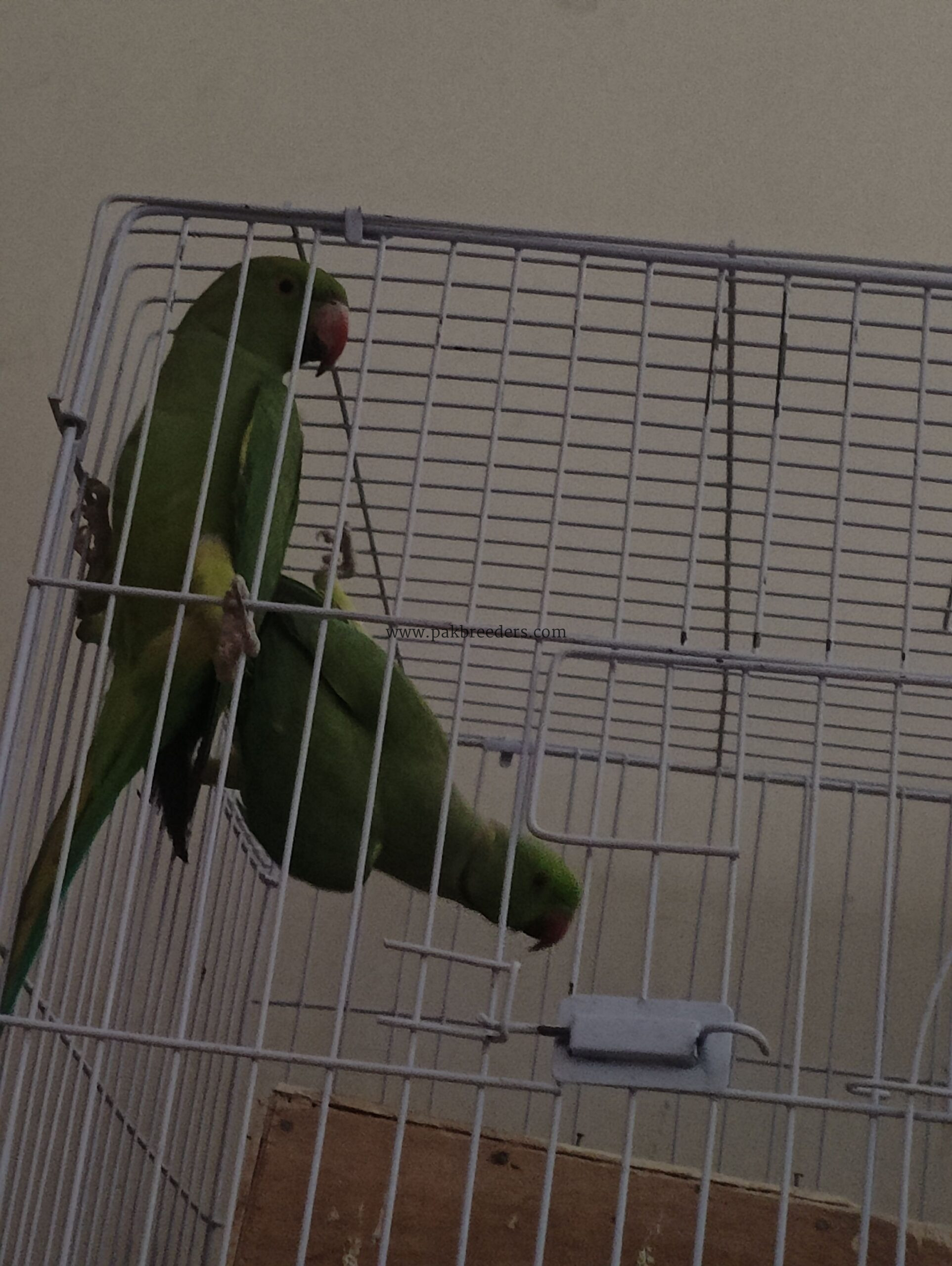 Ringneck parrot breeder pair