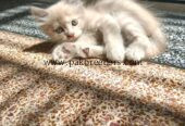 Kitten for sale triple coated urgently
