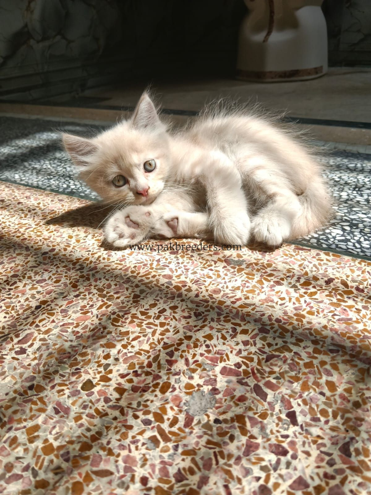 Kitten for sale triple coated urgently
