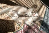 Kitten for sale triple coated urgently
