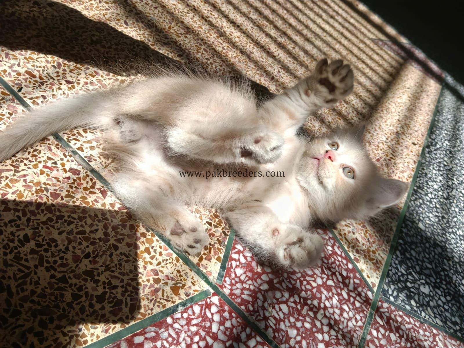 Kitten for sale triple coated urgently