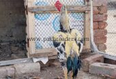 aseel pure Pakistan home breed