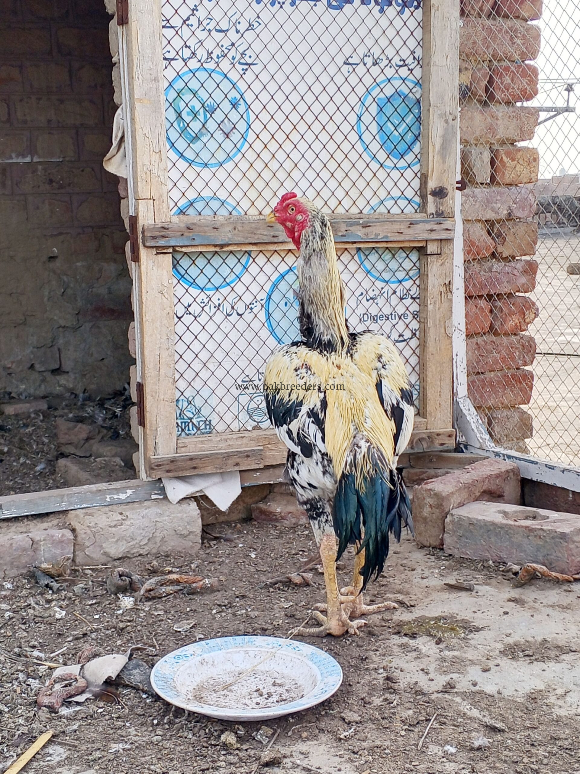 aseel pure Pakistan home breed