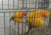 Sun kanor pair’s for sale