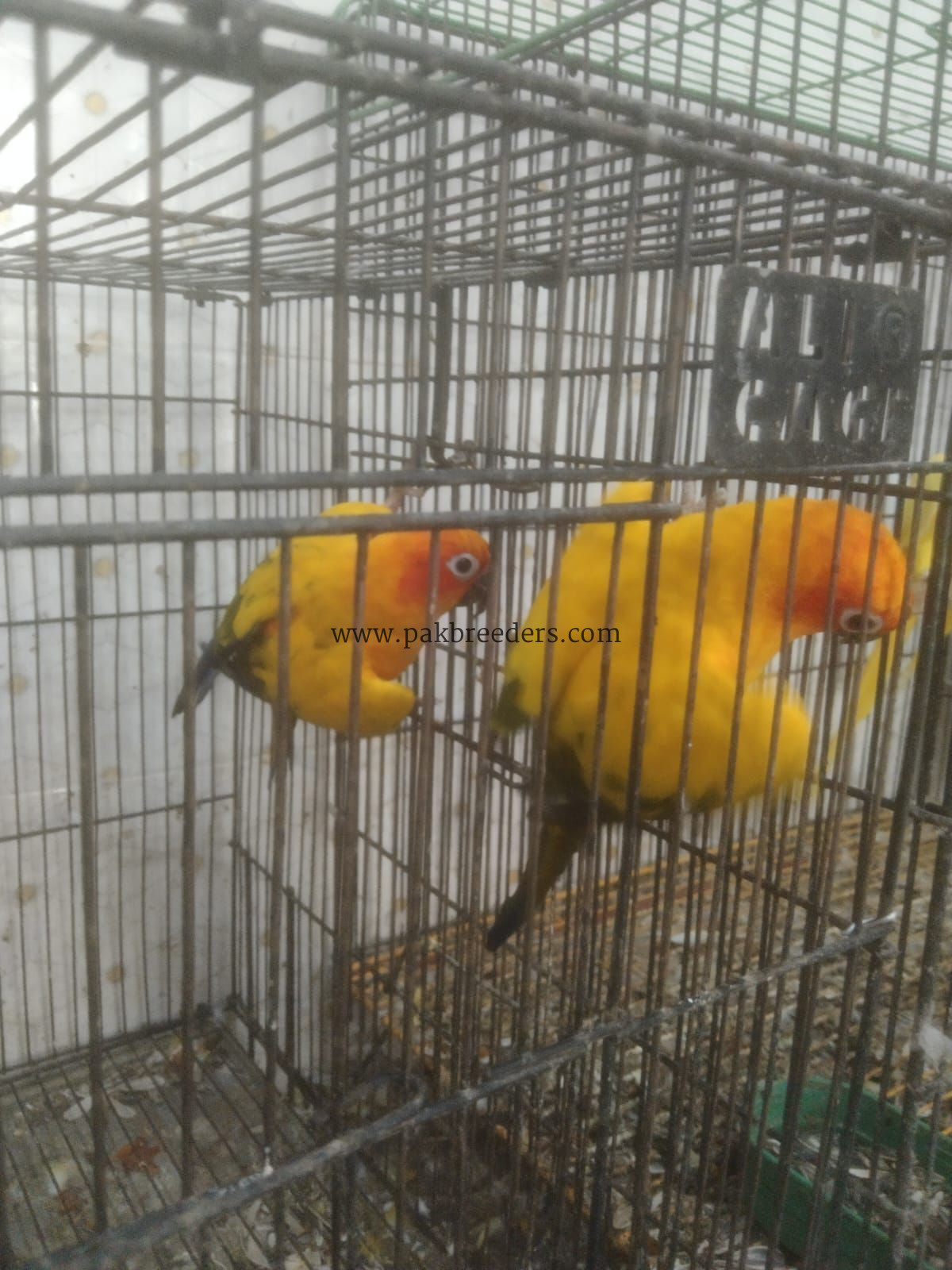 Sun kanor pair’s for sale