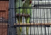 Breeder Ringneck Pair