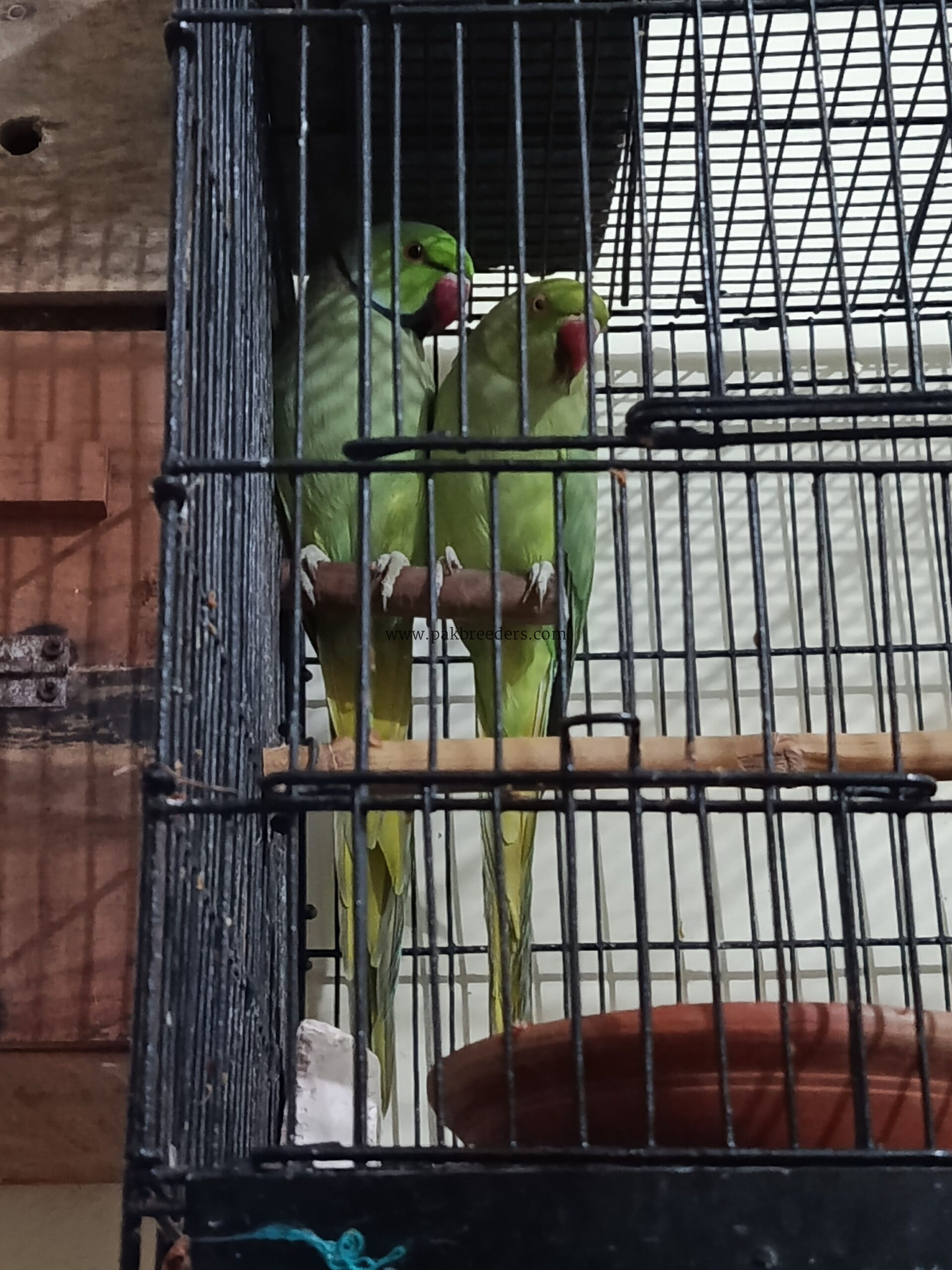 Breeder Ringneck Pair