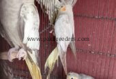 Cocktail parrot For sell