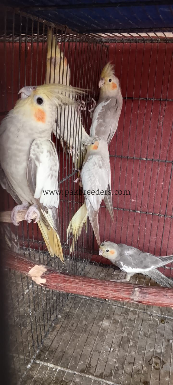 Cocktail parrot For sell