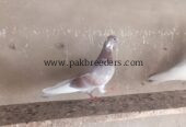 Pigeons kabooter